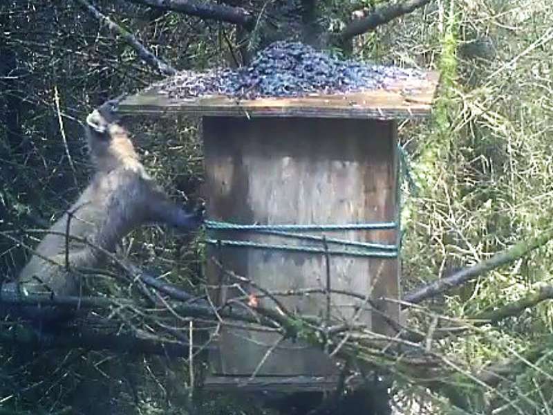 Habitat Restoration and Creation Northern Ecological Services