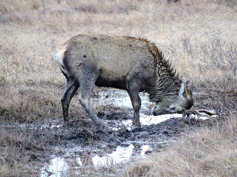 Red deer enjoying a mud bath!
